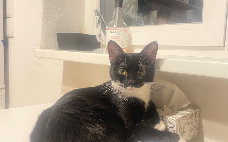 Czarny kot odpoczywający na stole w kuchni.