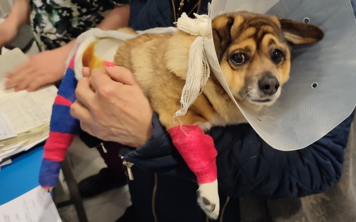 Zbiórka Uratuj nóżki Kaji - zdjęcie główne