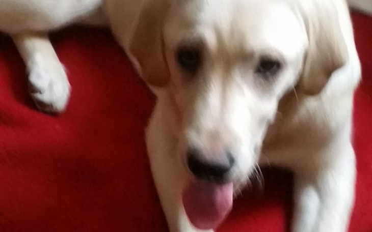 Zbiórka Zbiórka na karmę dla mojego psa - zdjęcie główne