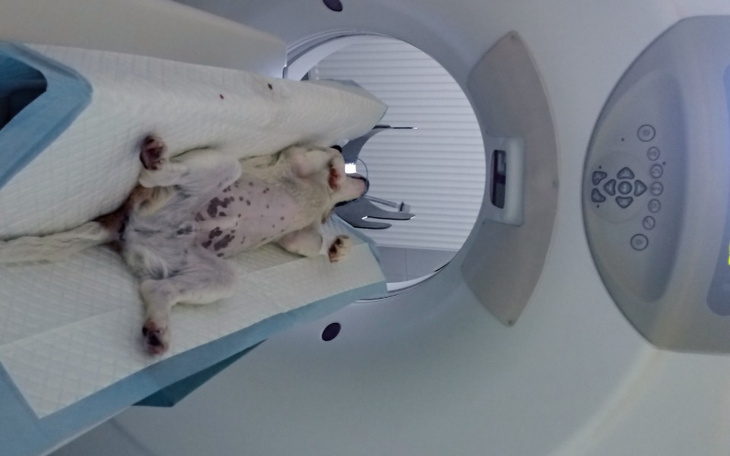 Zbiórka Pobite psie dziecko cd. - zdjęcie główne