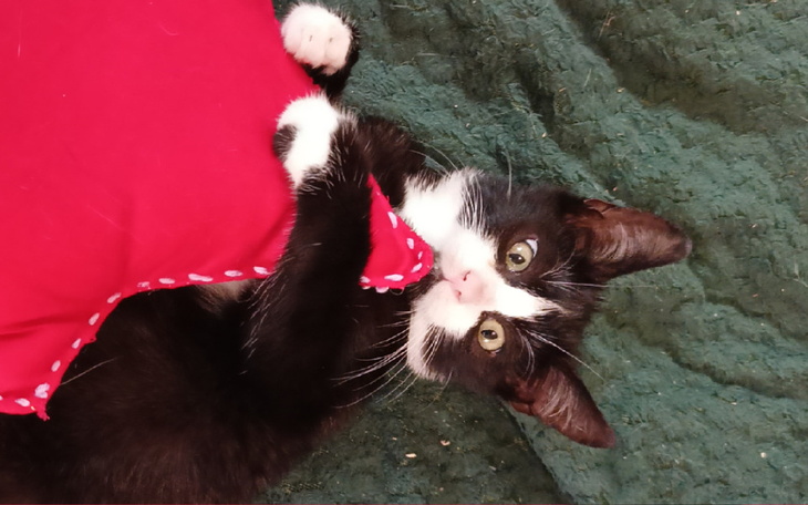 Zbiórka Kotek Kubuś prosi o pomoc - zdjęcie główne