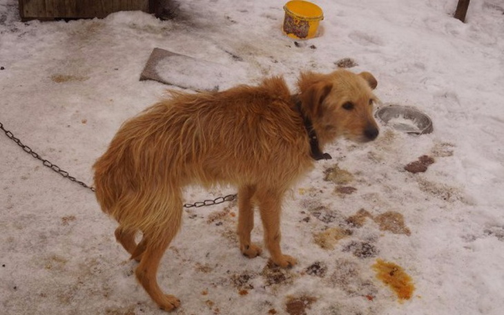 Zbiórka Otruty pies z łańcucha - zdjęcie główne