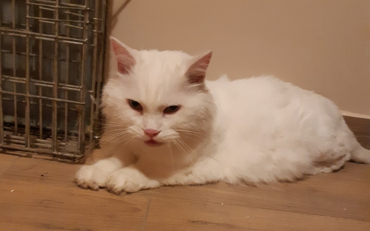 Zbiórka Śnieżek z ulicy. - zdjęcie główne