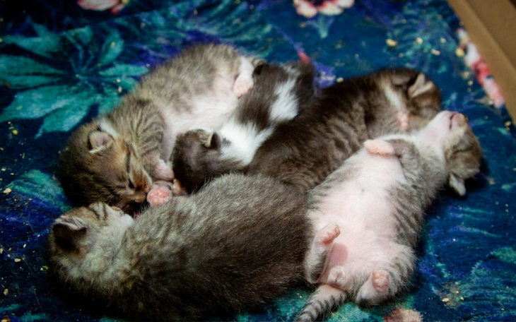 Zbiórka Utrzymanie blisko 100 kociaków - zdjęcie główne