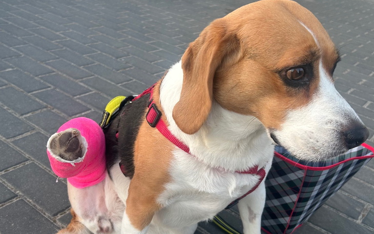 Beagle z różowym opatrunkiem na nodze, siedzący na chodniku.