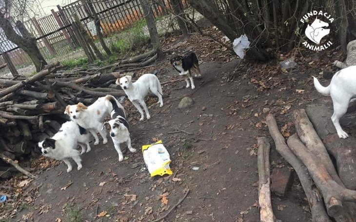 Zbiórka 16 żywych istot czujących jak my - zdjęcie główne