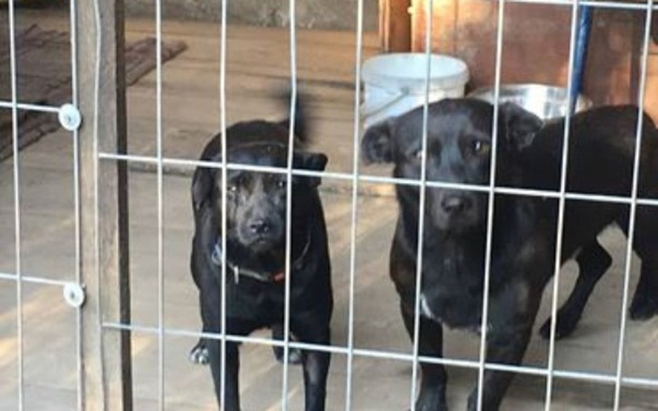 Zbiórka Psiaki z budowy drogi S8 - zdjęcie główne