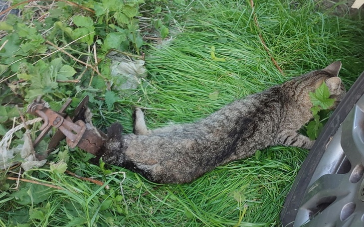 Zbiórka Wnyki -śmiertelna pułapka - zdjęcie główne