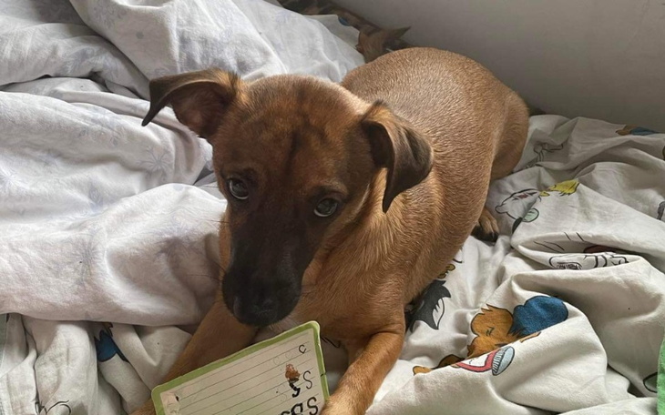 Zbiórka Operacja więzdało krzyżowe u psa - zdjęcie główne