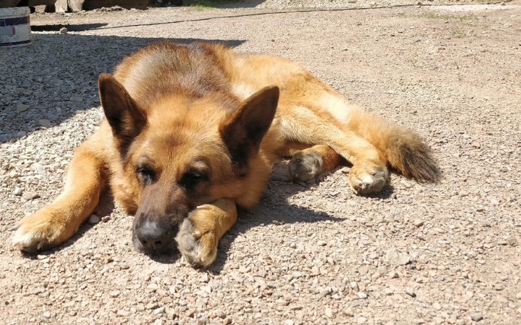 Owczarek niemiecki leżący na drodze, odpoczywający w słońcu.