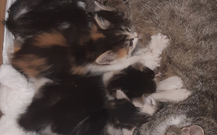 Zbiórka Na jedzonko dla bezdomniaczkow - zdjęcie główne