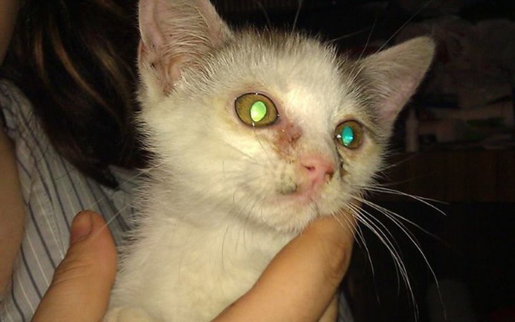 Kociak z zielonymi oczami, trzymany na rękach.