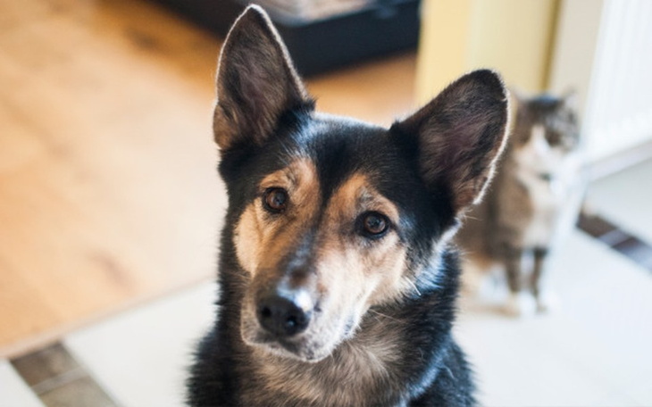 Zbiórka Pomóż Lunie walczyć z padaczką! - zdjęcie główne