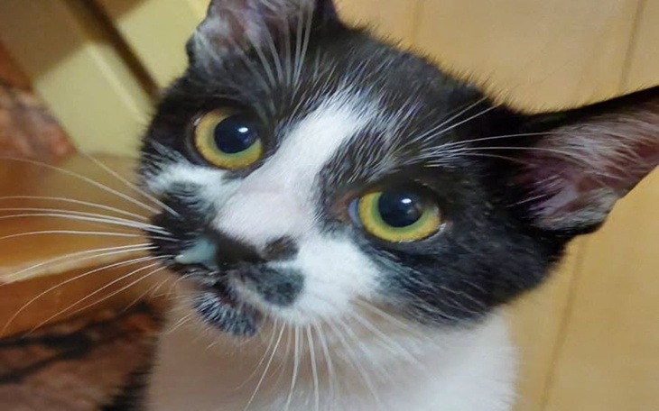 Czarnobiały kot z dużymi, zielonymi oczami.