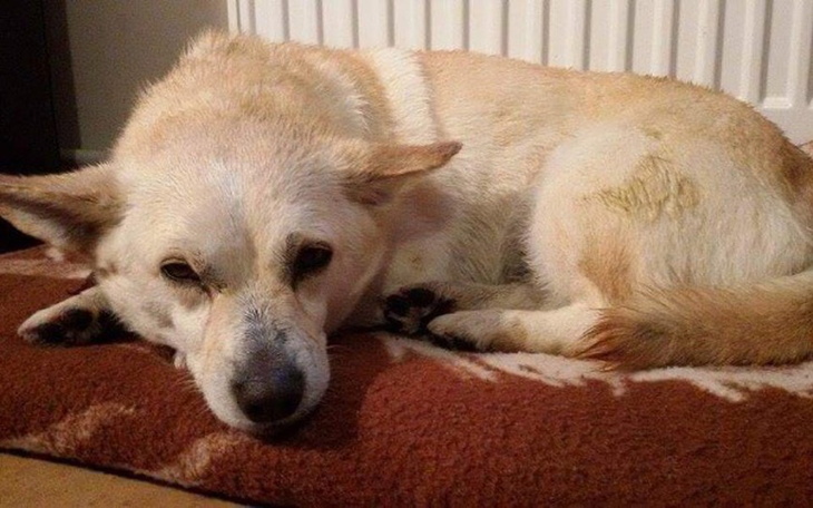 Pies leżący na poduszce, z wyrazem smutku na twarzy.