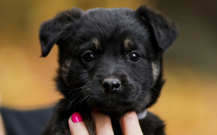 Zbiórka Szczeniaki porzucone w lesie - zdjęcie główne