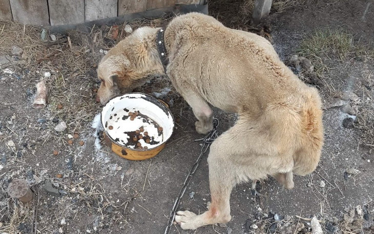 Zbiórka Całe życie na łańcuchu. - zdjęcie główne