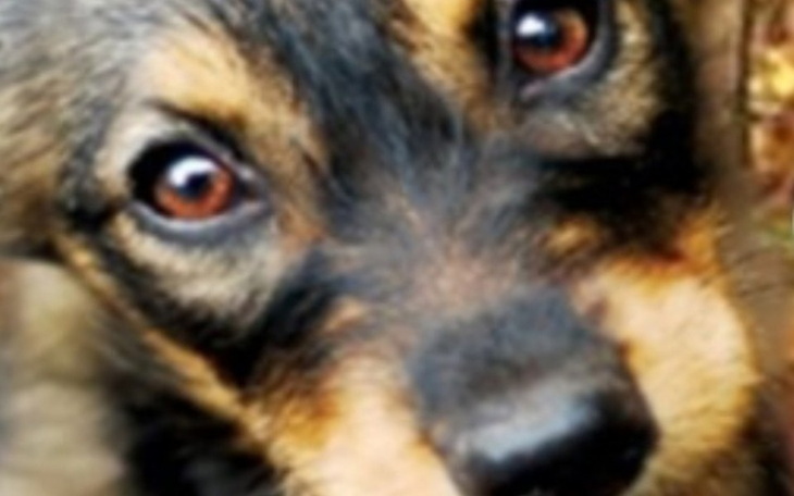 Zbiórka Zbiórka dla bezbronnych Animals - zdjęcie główne