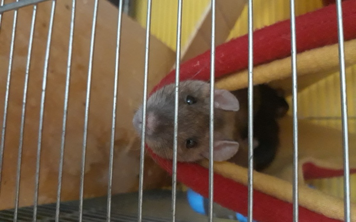 Zbiórka Leczenie szczurków - zdjęcie główne