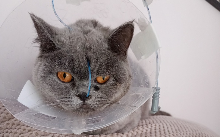 Kot w kołnierzu ochronnym po zabiegu.