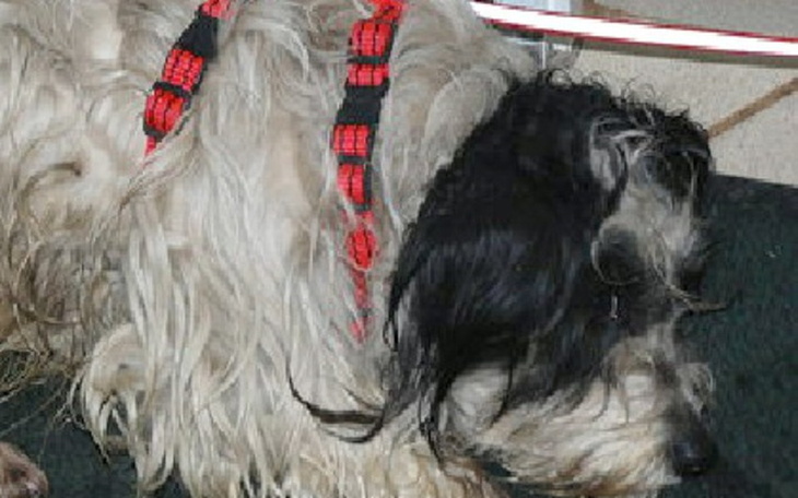 Zbiórka Leczenie psa złamany kręgosłup - zdjęcie główne