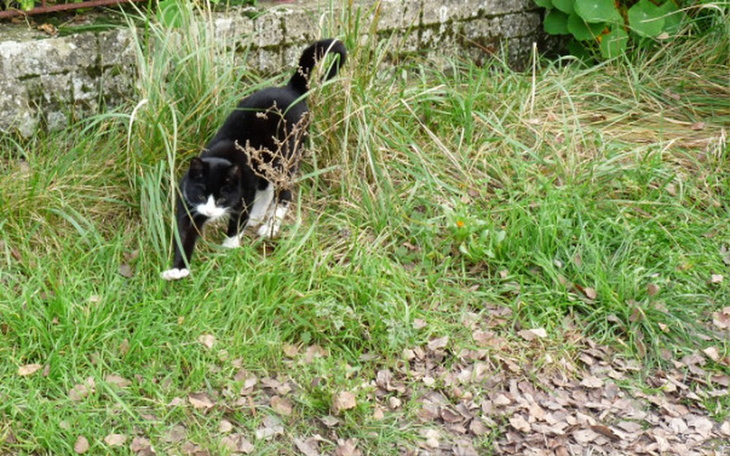 Zbiórka Puchy i michy dla psów i kotów - zdjęcie główne