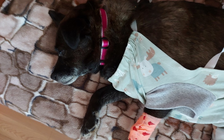 Zbiórka Sterylizacja aborcyjna suki - zdjęcie główne