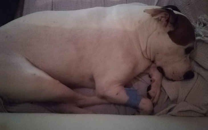 Zbiórka Leos Pies Marzyciel - zdjęcie główne