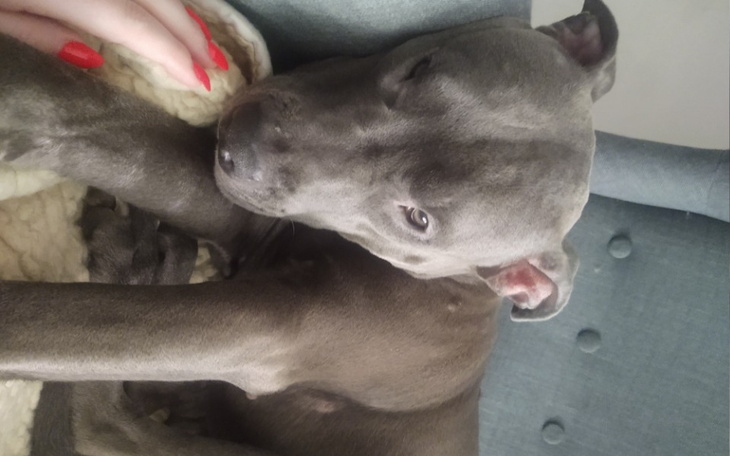 Zbiórka Leczenie Luny. - zdjęcie główne