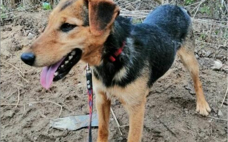 Pies rasy mieszanej na spacerze w terenie.