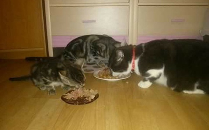 Zbiórka Pomoc dla Kocich łapek! - zdjęcie główne