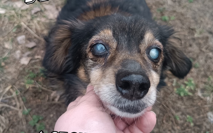 Zbiórka Oczka Dziadziusia - zdjęcie główne