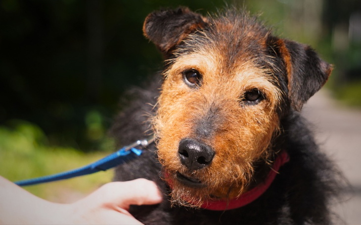 Zbiórka Scooby - anulowany wyrok śmierci - zdjęcie główne