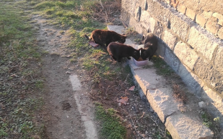 Zbiórka Kociaki kwiecień 2023 - zdjęcie główne