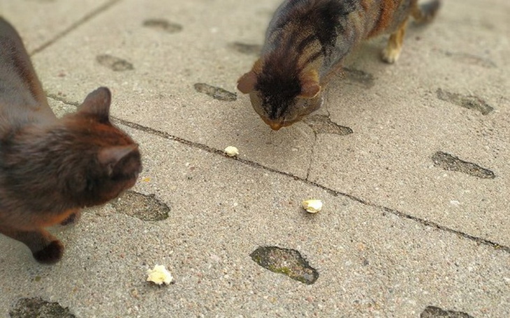 Zbiórka Dajmy lepsze życie Szemudziakom - zdjęcie główne