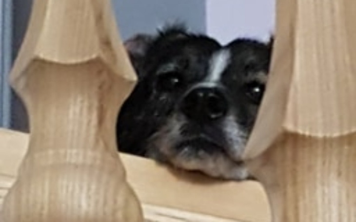 Zbiórka Kastracja suczki leczenie - zdjęcie główne