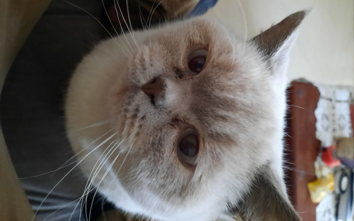 Zbiórka Pomóż dla mojego kotka - zdjęcie główne