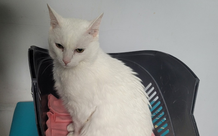 Biały kot siedzący w koszyku, wygląda na zamyślonego.