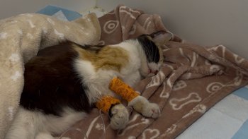 Zbiórka Ocalić życie Emilki - miniaturka zdjęcia