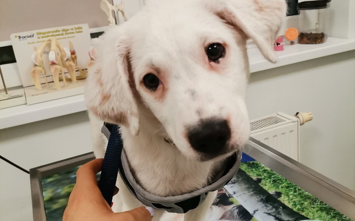 Zbiórka Wiejskie szczeniaki - zdjęcie główne