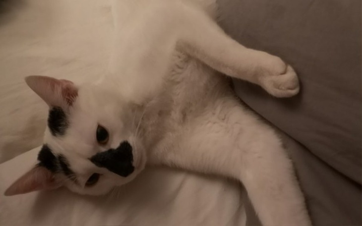 Zbiórka Zbiórka na złamaną łapkę kota - zdjęcie główne