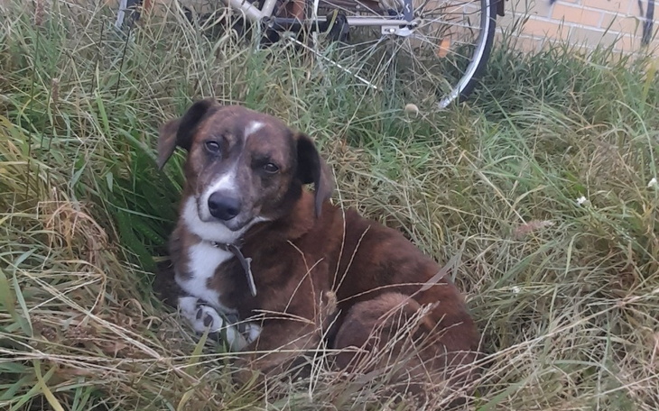 Zbiórka Transfuzja krwi dla Tigerka - zdjęcie główne