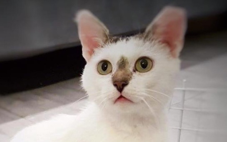 Zbiórka Kefirek zbiera na leczenie oczka - zdjęcie główne