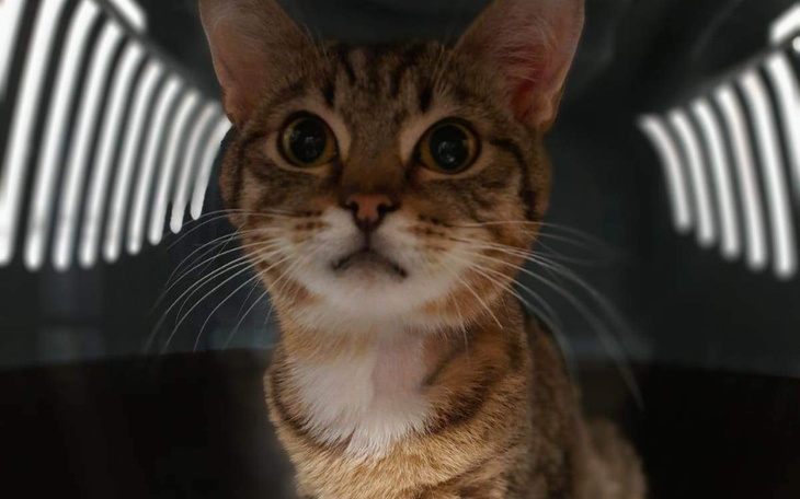 Zbiórka Błagam o życie dla Rodosa - zdjęcie główne