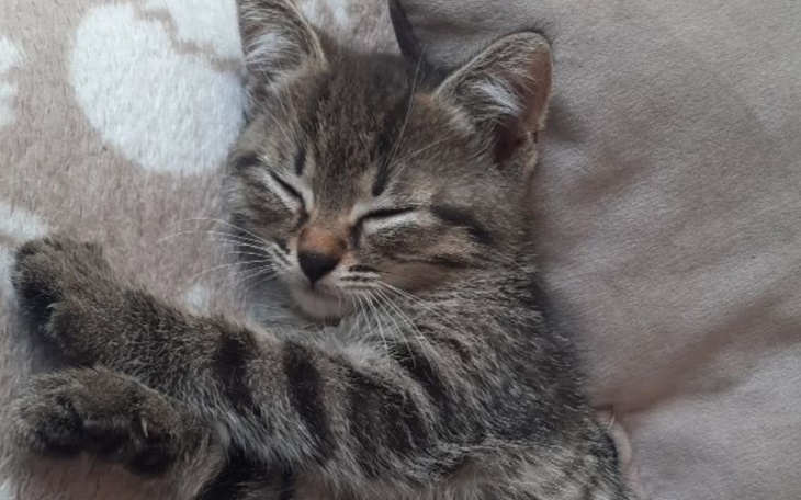 Zbiórka Na leczenie kociej łapki - zdjęcie główne