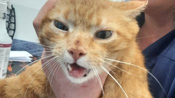 Zbiórka Rudek cierpi i prosi o pomoc - miniaturka zdjęcia