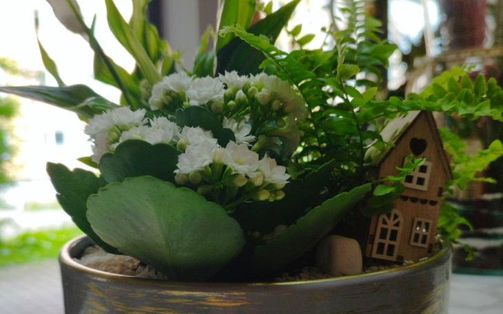 Zbiórka Wyjście z długów kwiaciarni - zdjęcie główne