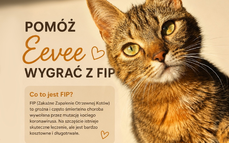 Kot o imieniu Eevee, z informacją o chorobie FIP i potrzebie pomocy.
