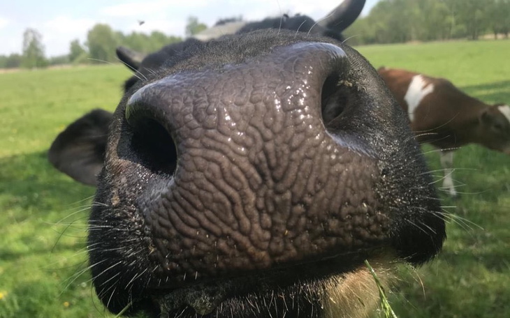 Zbliżenie na nos krowy, z widocznymi detalami.