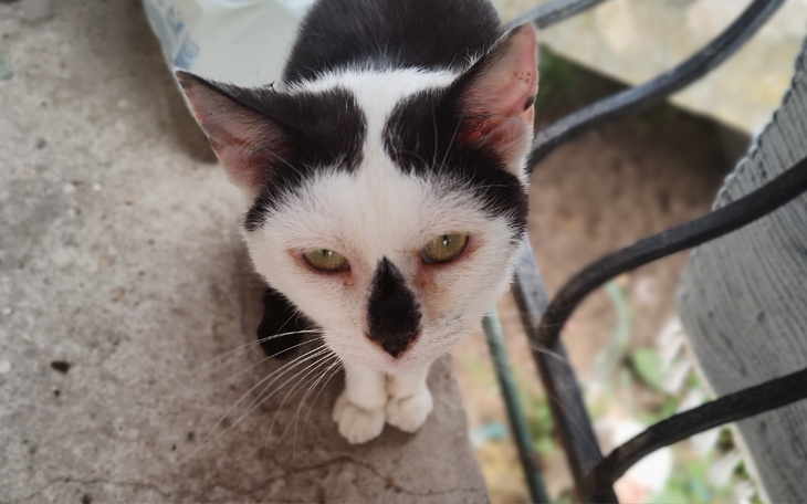 Zbiórka Pomóżmy kotce Tosi żyć normalnie - zdjęcie główne